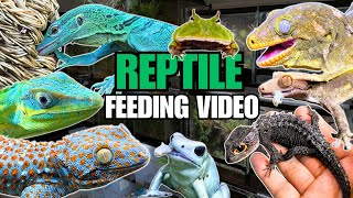 FEEDING MY PET REPTILES 52 SILKWORMS  GREEN TREE MONITOR LIZARD VIVARIUM SNEAK PEEK [upl. by Ulda]