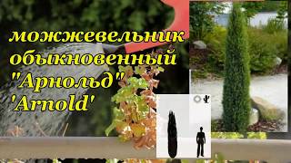 quotАрнольдquot  quotArnoldquot можжевельник обыкновенный Juniperus communis [upl. by Giannini]