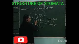 STRUCTURE OF STOMATA  Biology Diagram  CBSE [upl. by Pardoes]