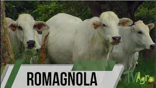 Cattle Breeding Romagnola history characteristics and uses TvAgro by Juan Gonzalo Angel [upl. by Rosinski]