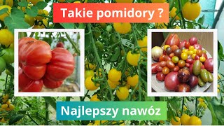 Jedyny taki nawóz do pomidorów [upl. by Wartow193]