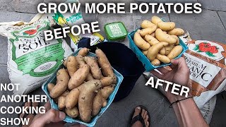 how to turn OLD SPROUTING POTATOES into MORE POTATOES [upl. by Itirahc]