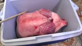 Brining a Turkey in a Camping Cooler [upl. by Lydia]