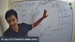 ক্রেবস চক্র  Krebs Cycle  Plant Physiology  Master Class  HSC amp Admission  MediAim [upl. by Studdard105]