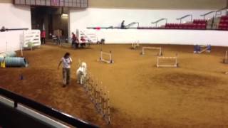 Great Pyrenees Agility [upl. by Mehala]