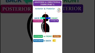 Anatomical Directional Terms Part 1 ll Anterior and Posterior ll ytshort PATHOGENESIS [upl. by Eimmak]