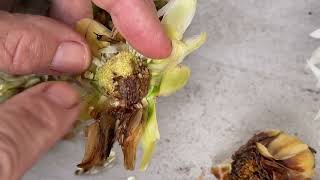 232 Botrytis from Excess Moisture in Large Dahlia Seed Heads [upl. by Greeson]