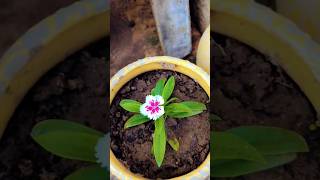 Repotting of dianthus flower plant ☘️gardning flowers ytshorts viralshort [upl. by Elkin]