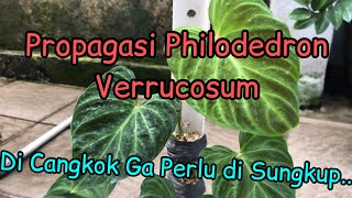 Cara Memperbanyak Philodendron Verrucosum terraeva [upl. by Newfeld]