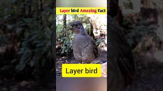 Layer bird  Amezing Fact shortvideo shorts [upl. by Brendon]