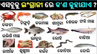 English Odia words  word book  English odia dictionary  Basic Word meaning practice  Fish name [upl. by Namia]