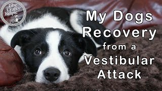 Idiopathic Vestibular Disease  My Dogs Recovery [upl. by Myrilla]