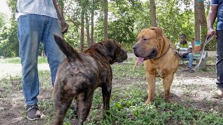 Boerboels face off at Appraisal [upl. by Ericka85]