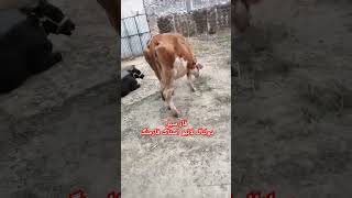 daultalalivestockfarming cow cowfarming [upl. by Bainbridge942]