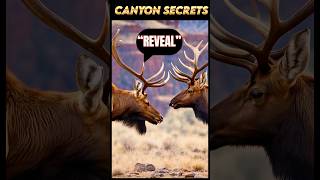 “Reveal the Untold Secrets of Canyon wildlife 🦌🏞️” [upl. by Tansey7]