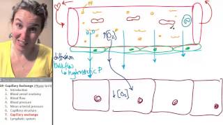 Capillary exchange 7 Function [upl. by Hsakaa]