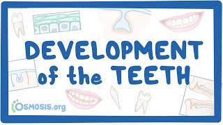 Development of the Teeth [upl. by Moia]