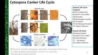 Managing Cytospora Canker [upl. by Becka]