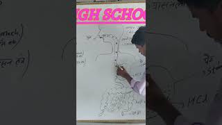 alimentary canal system short viralshorts scienceeducation biology [upl. by Deehan]