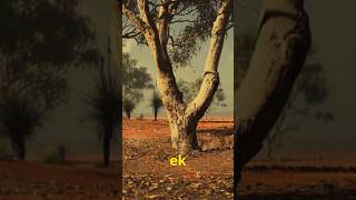 BloodWood Tree youtubeshorts nature mystery facts science viralvideo viralfacts sciencefacts [upl. by Leanor543]