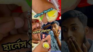 কিভাবে পাখির পায়ে হার্নেস পড়াবেন birds pets harness tips anondopets shorts [upl. by Kcinnay]