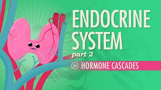 Endocrine System Part 2  Hormone Cascades Crash Course Anatomy amp Physiology 24 [upl. by Brodie943]