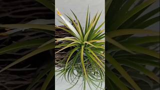 Air Plant Tillandsia Ionantha [upl. by Anaihr]