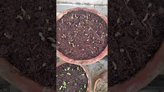 Easy germination of adenium seeds [upl. by Benil]