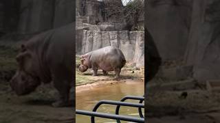 Why Hippos poop is so dangerous [upl. by Xerxes]