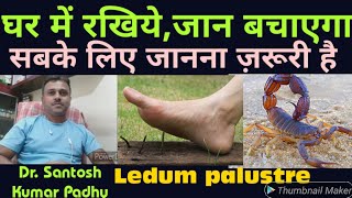 Ledum palustre  Top Homeopathic medicine for Rheumatism and Injury [upl. by Kara]