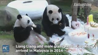 Second giant panda cub born in Malaysia [upl. by Nnairda]