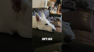 When your dog has Anaplasmosis youtubeshorts youtube germanshepherd [upl. by Rosemaria953]