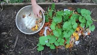 Mulchilizing Cantaloupes fertilizing melons with kitchen scraps [upl. by Turino]