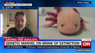 Saving Mexicos axolotl from extinction in the wild [upl. by Heim188]