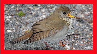 Bicknells Thrush Song Bicknells Thrush Call  Zorzal De Bicknell Canto  Catharus Bicknelli [upl. by Sela]