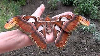 Attacus atlasAtlasspinnerAtlas moth ♀ [upl. by Krispin]