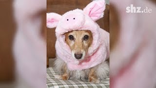 Wie man den inneren Schweinehund überwindet [upl. by Denbrook]