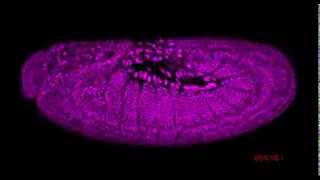 Drosophila embryogenesis [upl. by Forbes486]