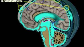 Cerebrospinal Fluid Circulation [upl. by Meeka]