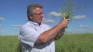 Canola Swathing  Seed Colour Change [upl. by Pinto835]