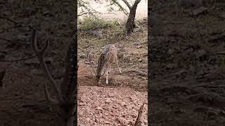 Ranthambhore national park spotted dear male lose the avry year new entlars because sam time its [upl. by Lynsey]