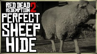 HOW TO GET A PERFECT SHEEP HIDE  RED DEAD REDEMPTION 2 PRISTINE MERINO SHEEP HUNT [upl. by Dove165]