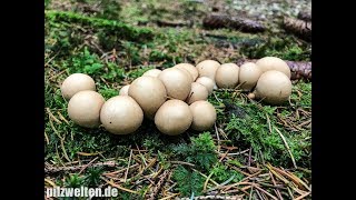 Birnenstäubling Lycoperdon pyriforme [upl. by Naleek]