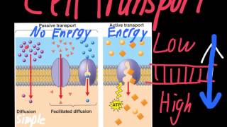 Cell Transport Active and Passive [upl. by Audette]