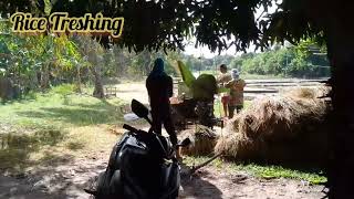 The process of separating the rice grains from the straw after the rice has been harvested [upl. by Animsaj]