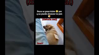 Pobre perro gordo 😔 humor shorts suscribete [upl. by Nareik]