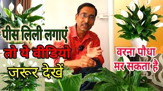 पीस लिली लगाएं तो ये वीडियो जरूर देख लें वरना आपका पौधा मर भी सकता है  How to grow Peace lily [upl. by Carisa395]