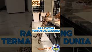 ASHERA ‼ KUCING TERMAHAL DI DUNIA [upl. by Acinok]