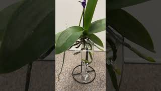 How to make phalaenopsis orchids plant in water last longer plantcare orchids plantlovers [upl. by Heidy300]