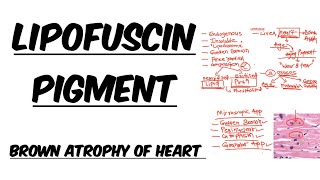 Lipofuscin Pigment  Simplified Explanation  Image [upl. by Ulphi]